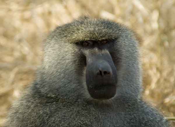 Mono Babuino - parque nacional de Tarangire - Tanzania 4.jpg